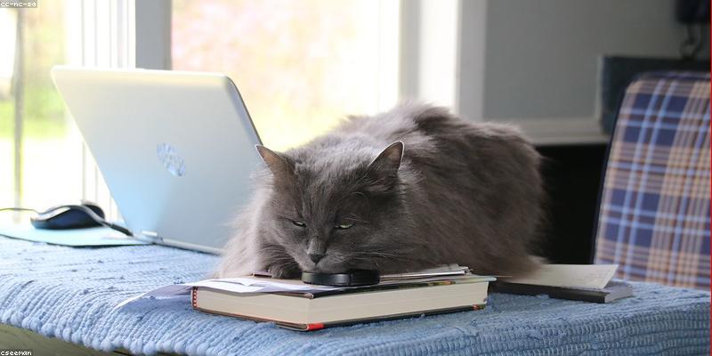 프리랜서의 독서 습관: 성장을 위한 책 고르는 법